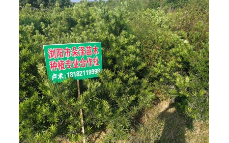 湖南華苑苗木基地實(shí)拍5